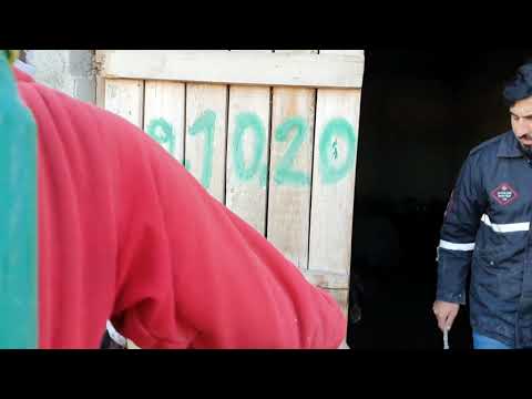KOYUNLARA DIŞ PARAZİT İLACI YAPTIK yapılması gereken aşılar