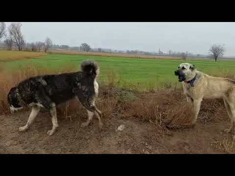 KÖPEKLERİMİZE HEDİYE TASMA GELDİ YONCADA KOYUN OTARMAK