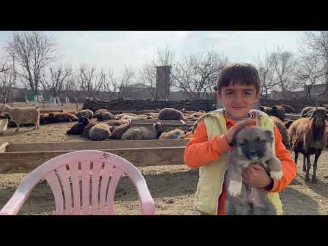 YAVRUSU OLMAYAN KOYUNA KUZU KABUL ETTİRME YÖNTEMİ