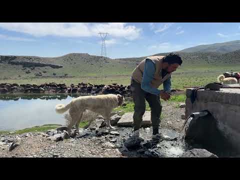 KÖPEKLER ARASINDA UFAK Bİ GERGİNLİK YOLCULUKTA SICAK YORUCU