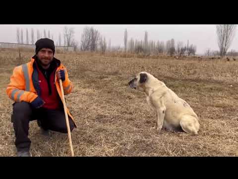 YENİ ENİK GETİRDİM BOZO KALABALIK KOYUN SÜRÜSÜ VE KÖPEKLER