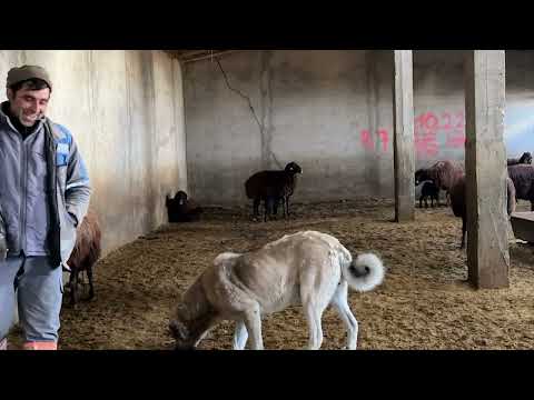 HIRÇO KENDİNİ SEVDİRİYOR YENİ BALYA ALDIK KOYUNLARA