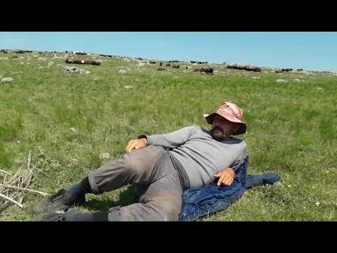 dağda kara demlik çayı yanında sohbet kurt saldırısı aniları