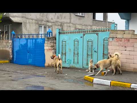 GÖÇ YOLCULUĞUNA BAŞLADIK GÜN BOYU KÖPEKLER BİRBİRNE GİRDİ 4K