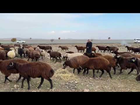 GÖÇ YOLCULUĞUNUN SON GÜNÜ