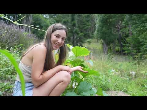 Summer Routines in the Australian Rainforest