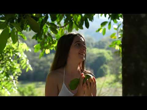 Off Grid in the Australian Rainforest Building Growing Food