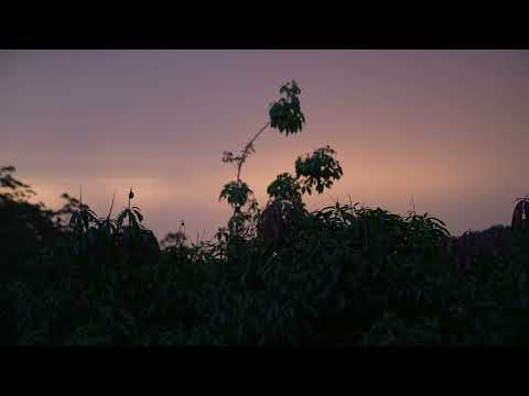 Rare Fruits of the Rainforest Storm Season Arrives
