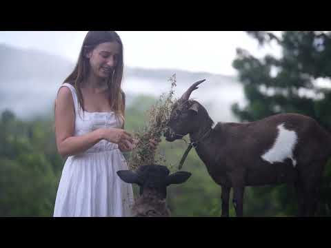 Summer Harvests in a Magical Food Forest