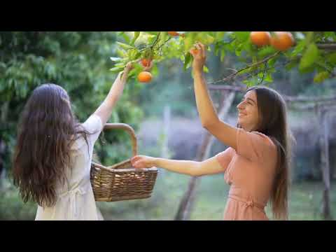 A Magical Fruit Forest Cooking and Harvesting