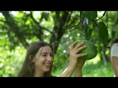 A Huge Mango Harvest Summer Days of Cooking in the