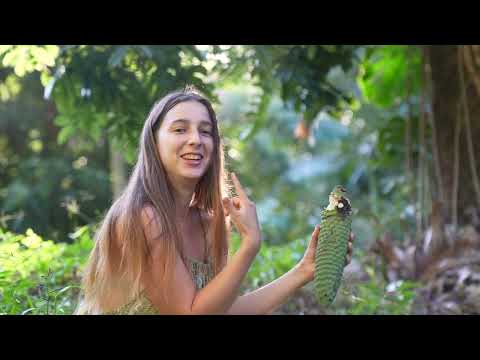 Tour My Food Haven in the Australian Rainforest 100 Self