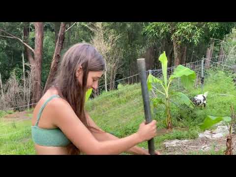 60 Years Off Grid Summer Routines in the Jungle Food Forest
