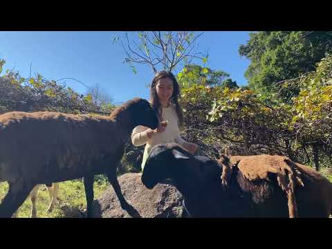 A Calming Morning Routine of Foraging in the Food Forest