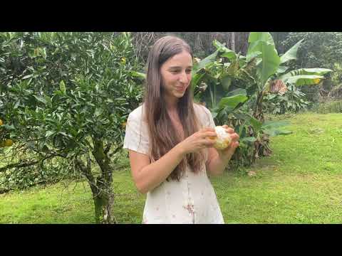 A Magical Day in our Permaculture Food Forest How Two Goats