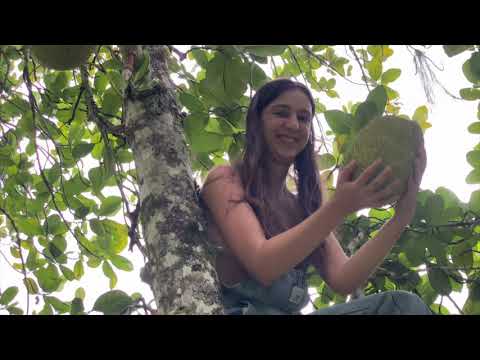 Daily Routines In The Australian Rainforest
