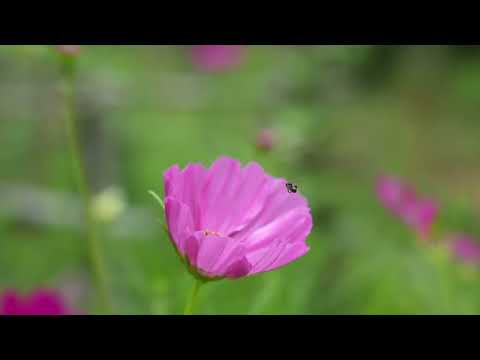 One Year of Raw Calm Moments from our Rain Forest Home