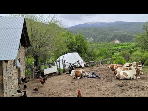 Gerçek Sevgi Bu Hayvanlarıma Sırtımı Dayadım Mutluluğu