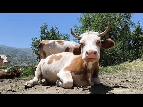 Gerçek Bir Hüznün Hikayesi Boğamı Sattım I Sold My Bull A