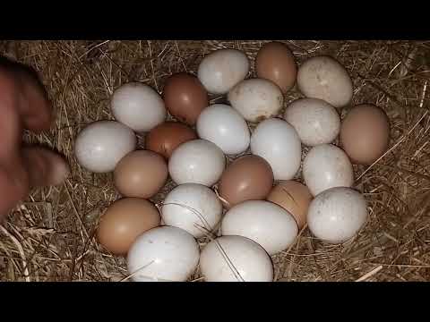 Şehirden uzak bir dağ köyünde mutlu yaşam Happy life in