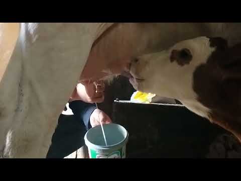 Dağ köyünde yaşayan adamın huzurlu yaşamı Peaceful life in