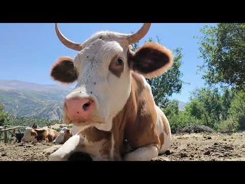 Yüksek dağlarda yaşayan adamın köy yaşamı Village life in