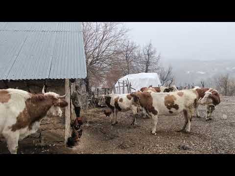 Karın ilk yağış anı Huzurlu kar yağışı The first moment of