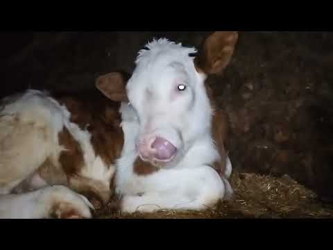 Soğuk bir kış gününde mutlu bir yaşam Köyde yaşam A happy