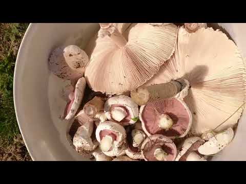 Doğada mantar toplama orman mantarı mantarlar mushroom