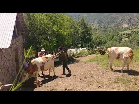 Yüksek bir dağ köyünde yaşayan ailenin zorlu yaşamı Köyde