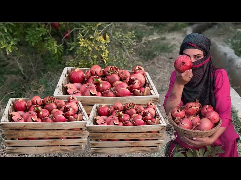 Harvesting Wild Pomegranate Making Traditional Paste in the