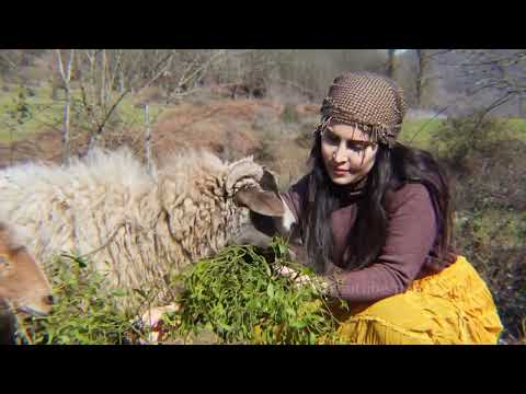 Rainy Village Day Cow Birth Traditional Chicken Cooking