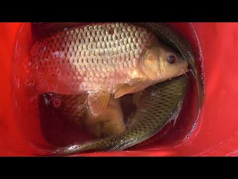 How to Catch Big Fish Fishing Ancient Fishing Techniques