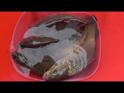 Fishing Exciting Traditional Fishing With Fishing Nets