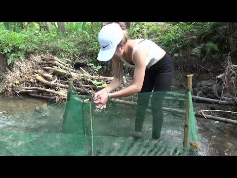 Amazing Easy Fish Trap Unique Easy Fish Trap System