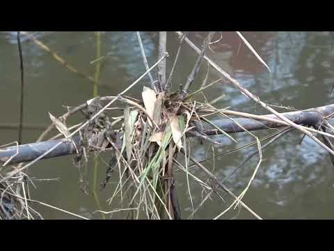 Video Fishing Fishing Exciting Unique Way to Catch Fish