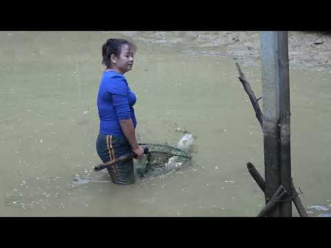 Harvesting Lots Of Big Fish in the Pond Goes To Market Sell