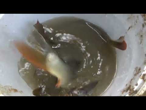 Top Video Amazing Fishing Fishing in the Lake Catching Fish