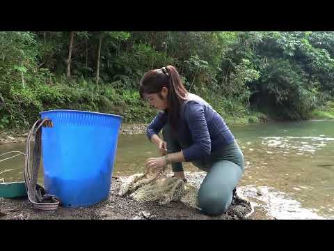 Full Video Woman Drag Net To Catch Big Fish on River Catch
