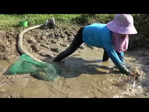 Amazing Fishing Techniques Use a pump to suck all the water