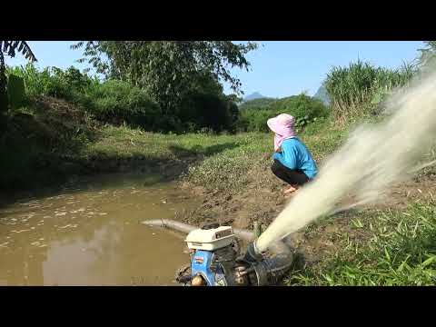 How to catch a miracle fish Use a pump to suck all the
