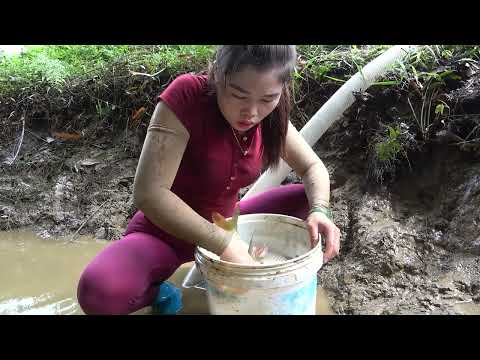 Amazing Catch Fish in Wild Lake Village Lady Catching Many