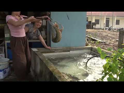 Harvesting A Lot Of Big Fish At Fish Pond Go To Countryside