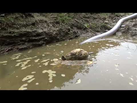 Wild Fishing Exciting Easy Catch Fish With Large Pump