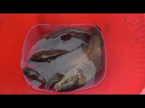 Full Video Amazing Fishing Girl Fishing Method Unexpected