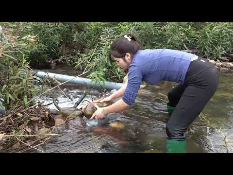 Build Fish Traps How To Make a Simple Fish Trap With PVC