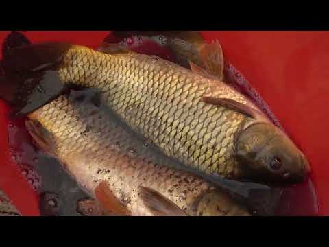 Traditional Fishing with Bamboo and Fishing Net Catch a Lot