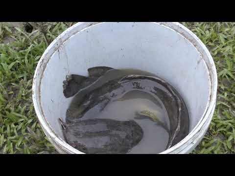 Full Videos Modern Technology Catch Many Big Fish Pump