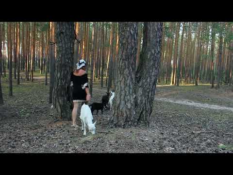 Life with goats in Russian Village