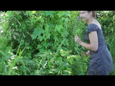 Off Grid Oasis Wild Swim in a Russian Village